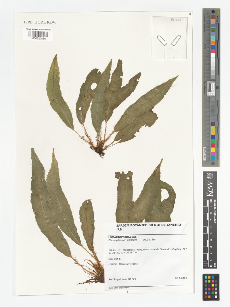 Elaphoglossum moritzianum