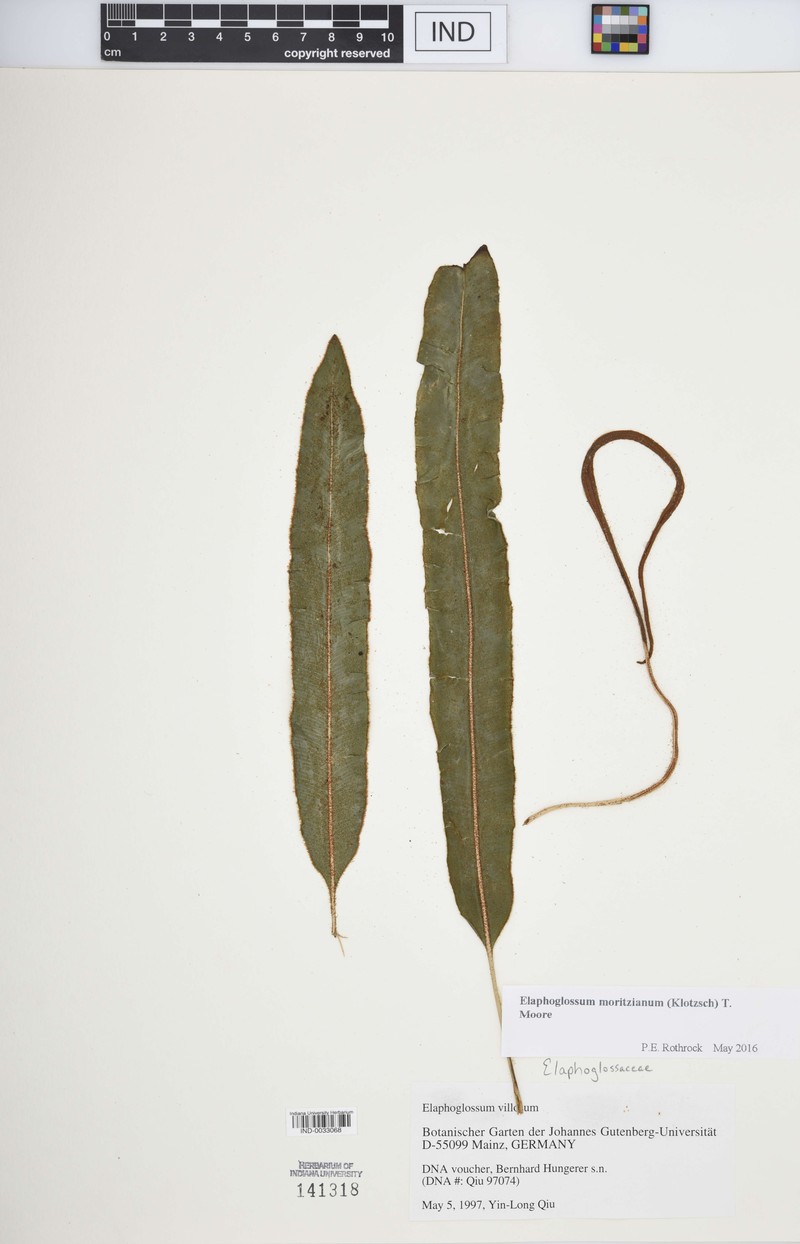 Elaphoglossum moritzianum photo 2