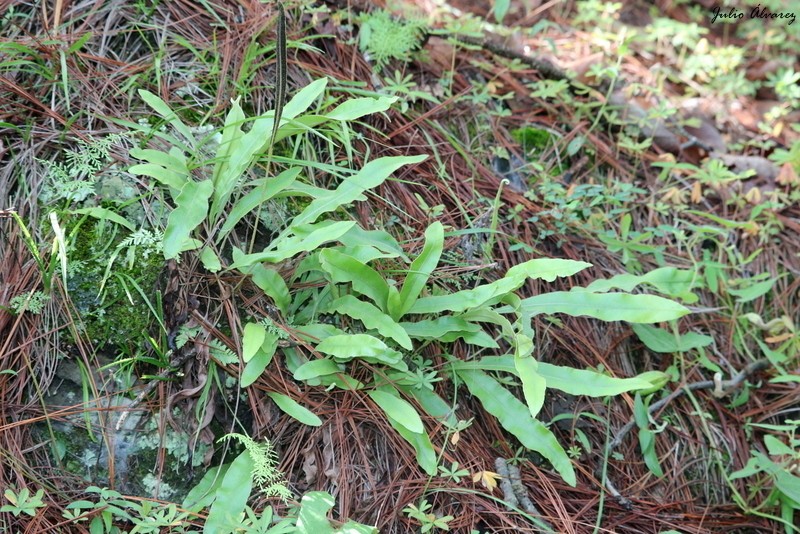 Elaphoglossum muelleri