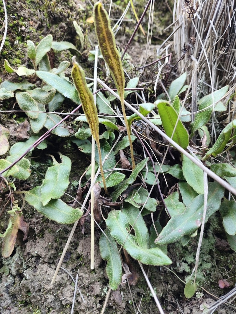 Elaphoglossum muelleri photo 2