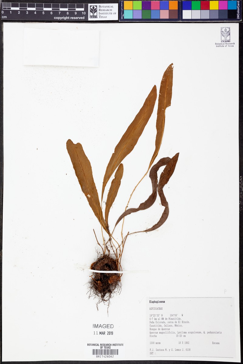 Elaphoglossum muelleri photo 4
