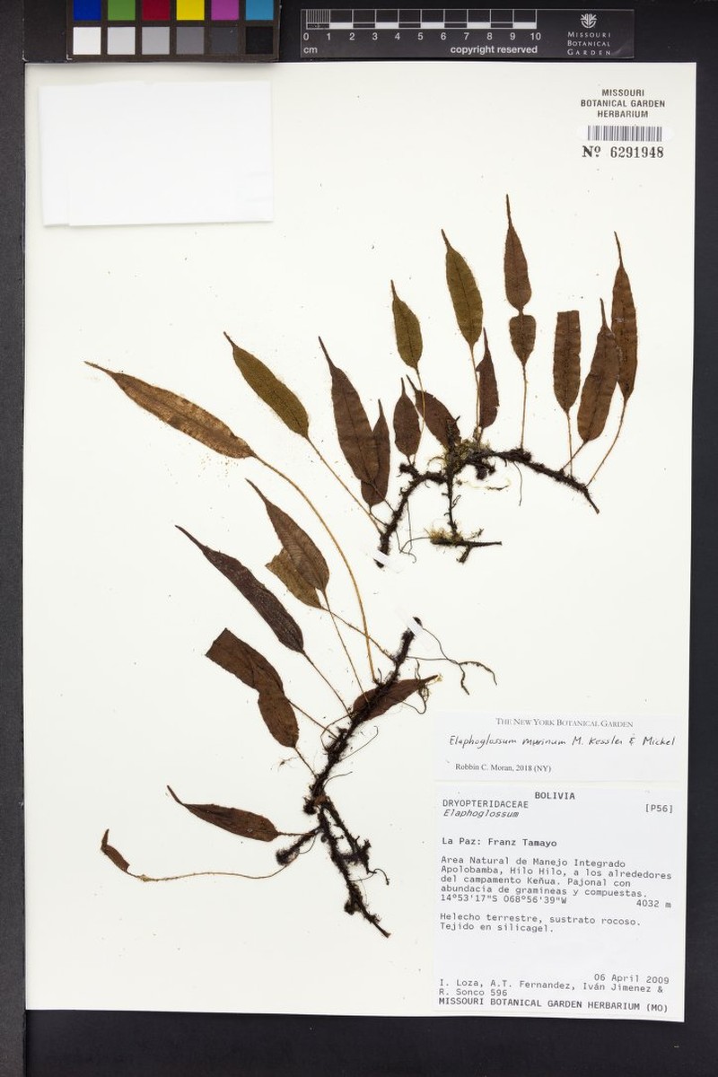 Elaphoglossum murinum