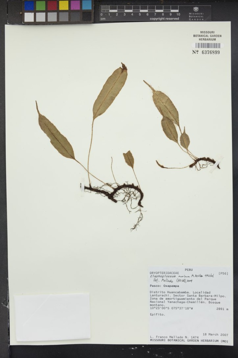 Elaphoglossum murinum photo 2
