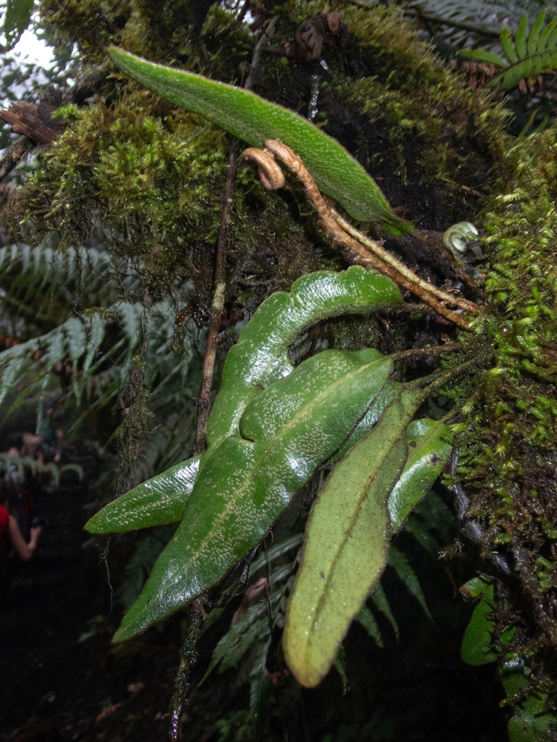 Elaphoglossum muscosum photo 2