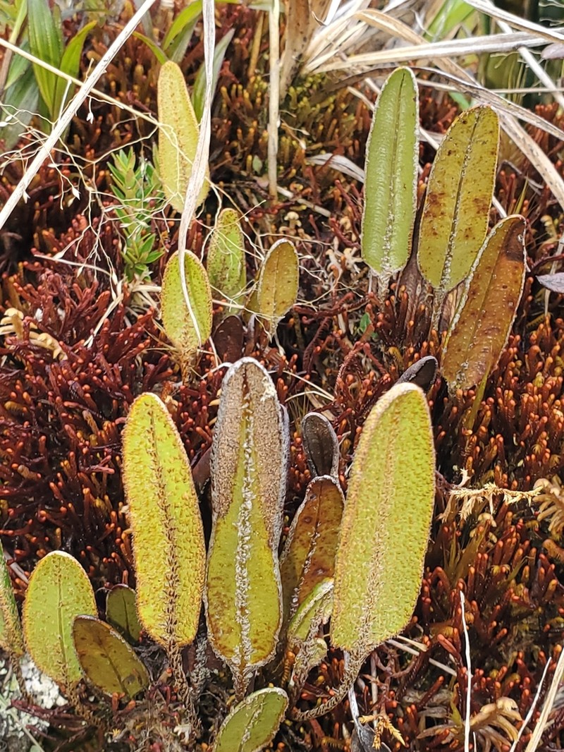 Elaphoglossum muscosum photo 3