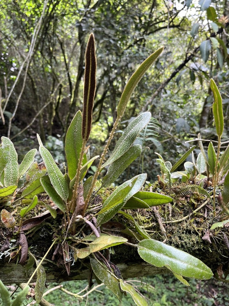 Elaphoglossum muscosum photo 4