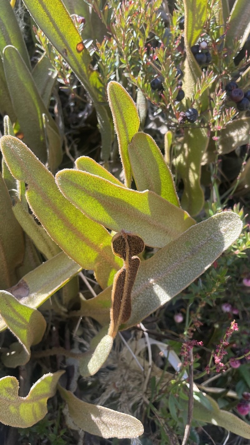 Elaphoglossum muscosum photo 5