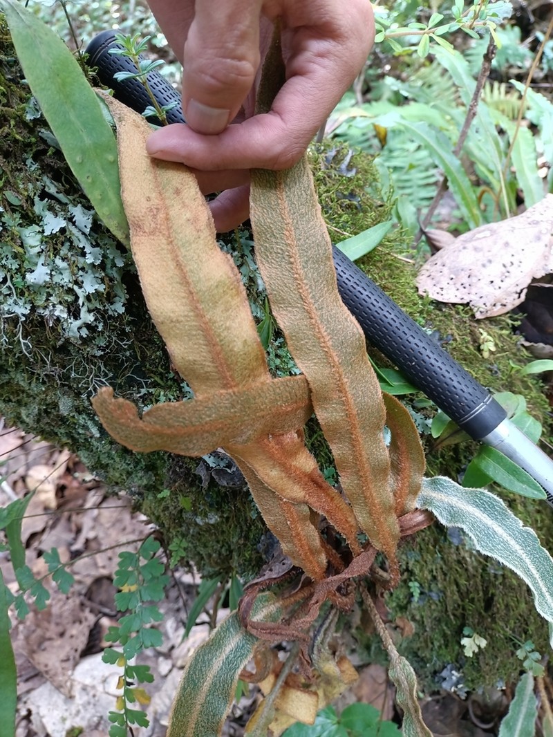 Elaphoglossum muscosum photo 6