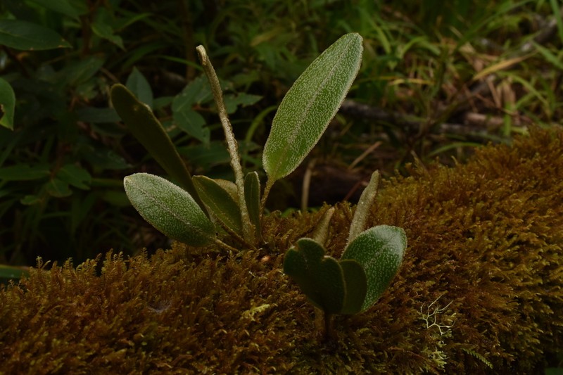 Elaphoglossum muscosum photo 7