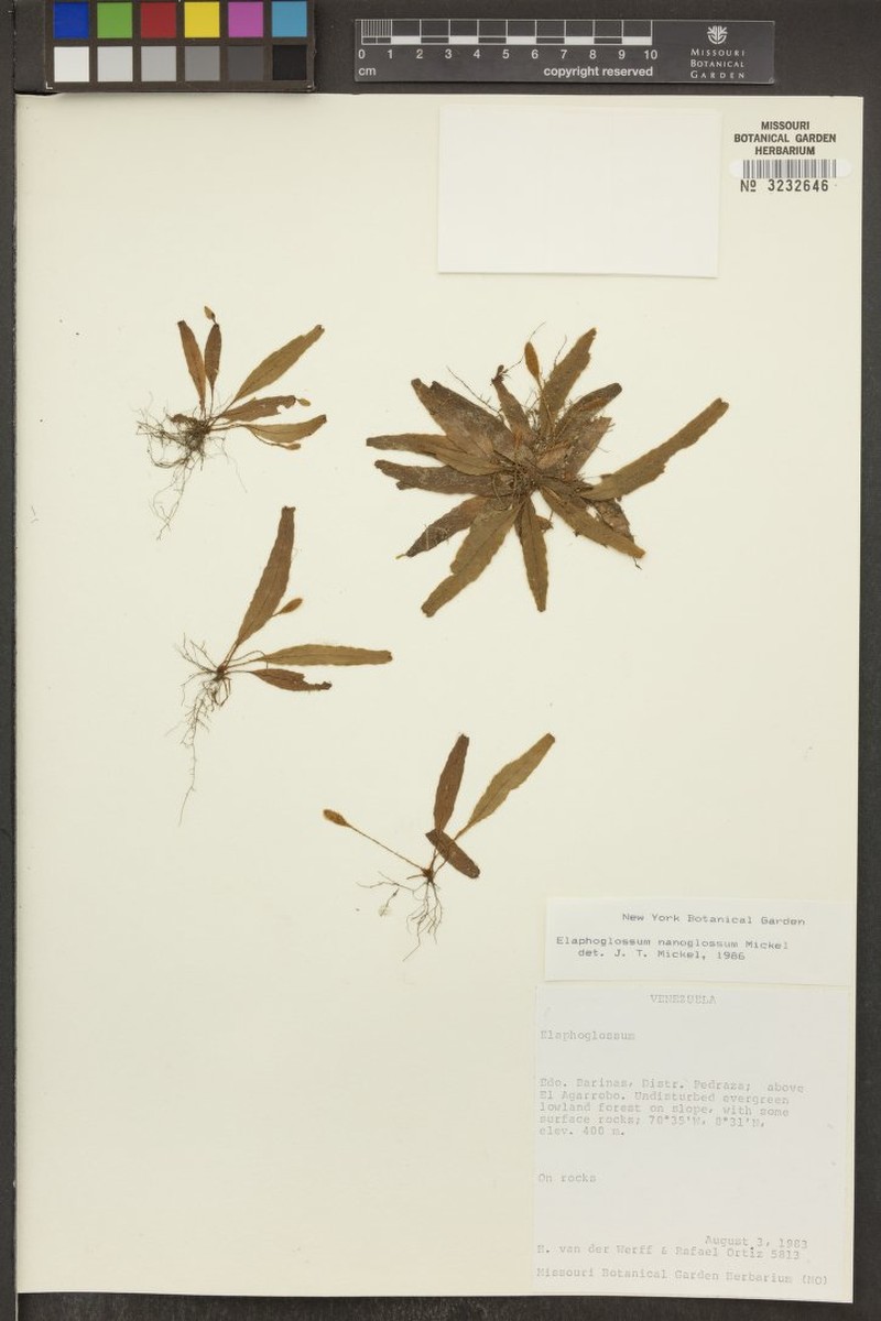 Elaphoglossum nanoglossum