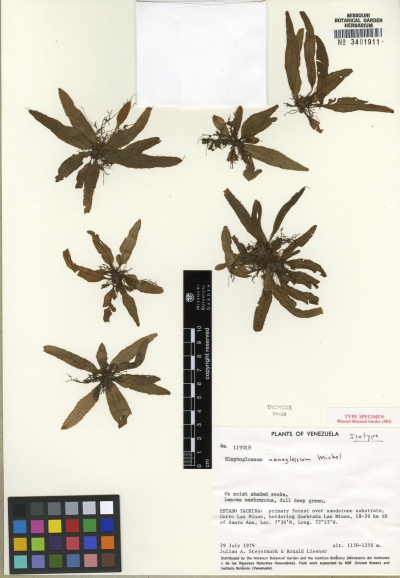 Elaphoglossum nanoglossum photo 2