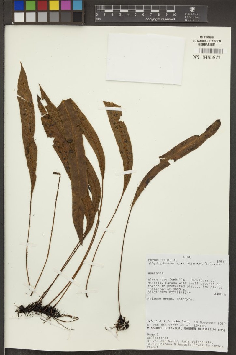 Elaphoglossum neei