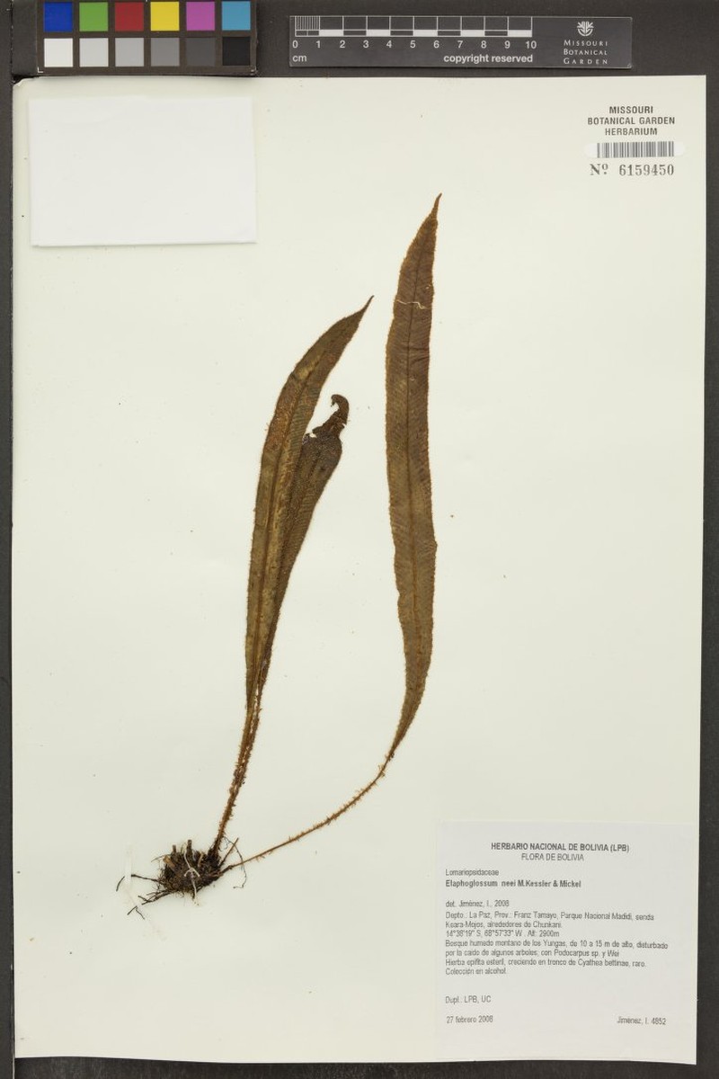 Elaphoglossum neei photo 2
