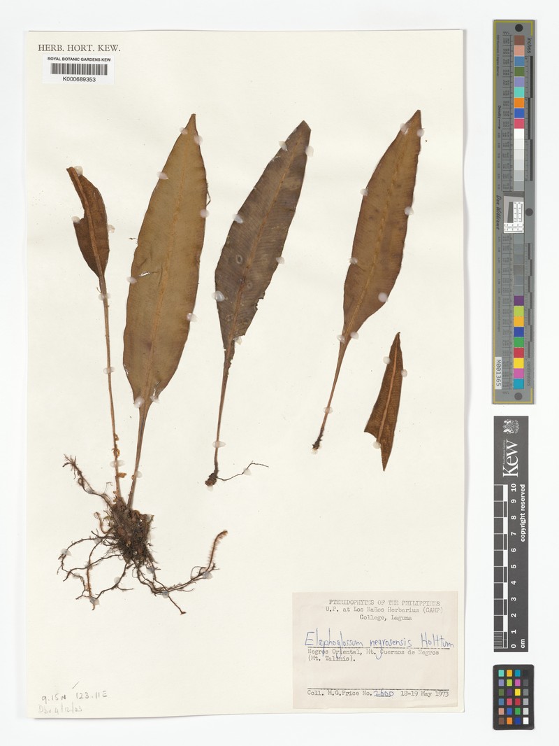 Elaphoglossum negrosensis