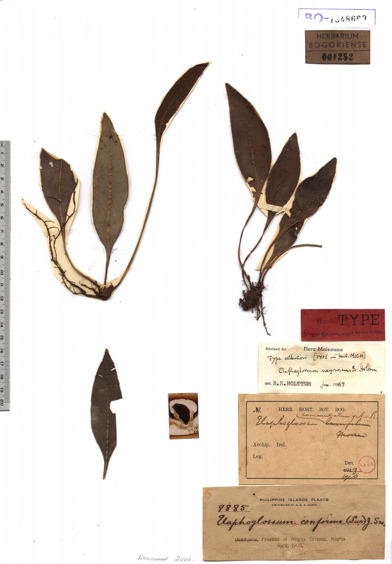 Elaphoglossum negrosensis photo 2