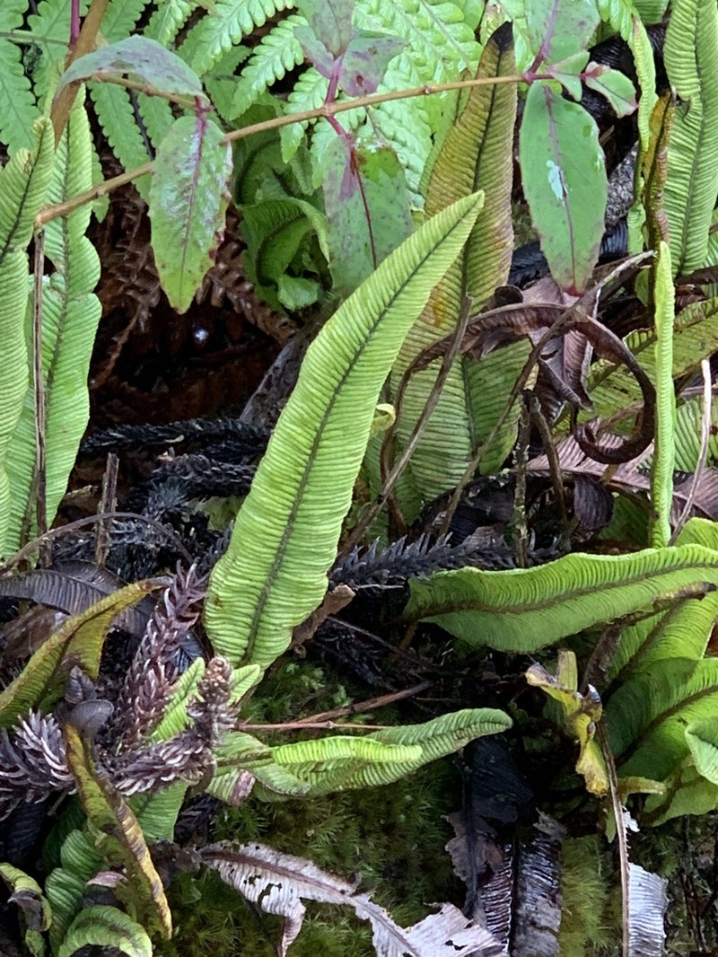 Elaphoglossum nervosum