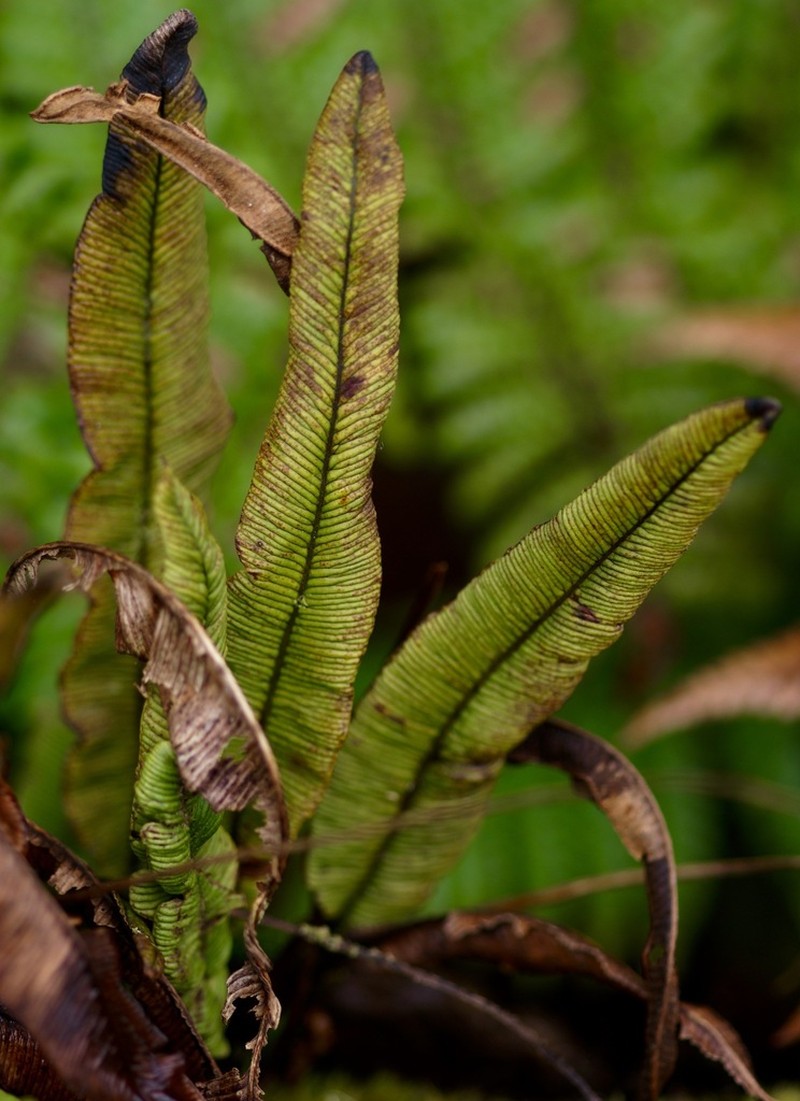 Elaphoglossum nervosum photo 2