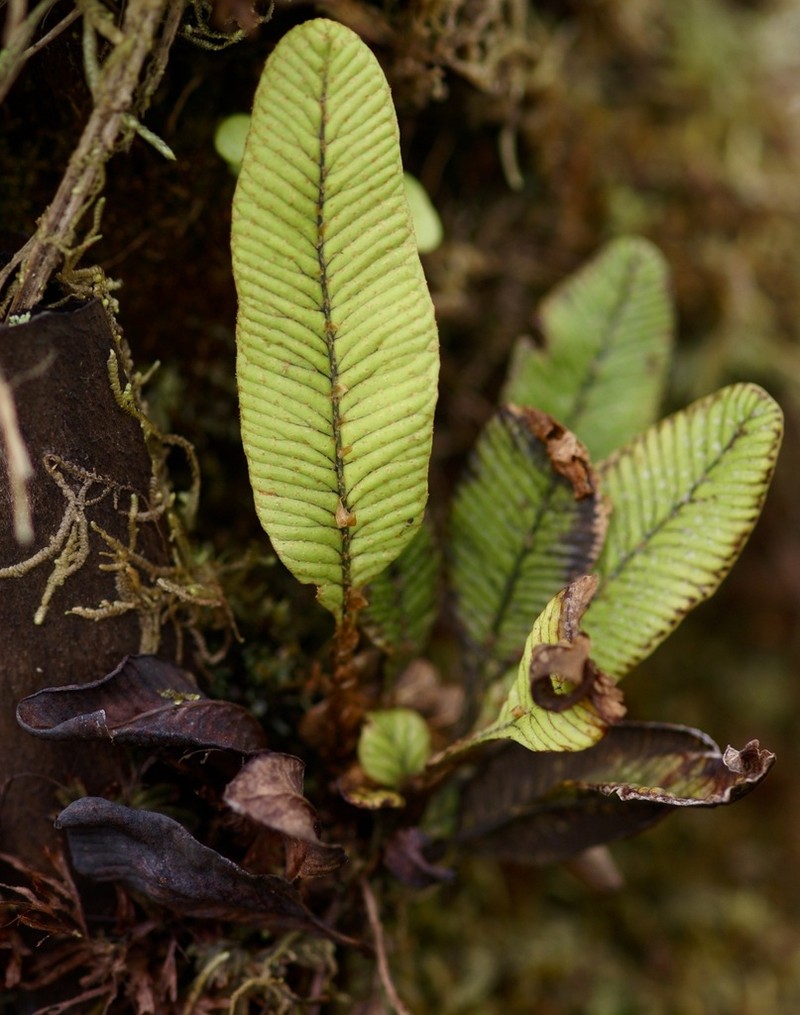 Elaphoglossum nervosum photo 3