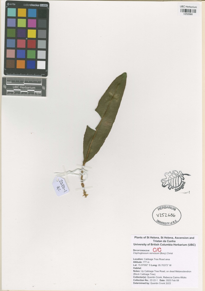 Elaphoglossum nervosum photo 4