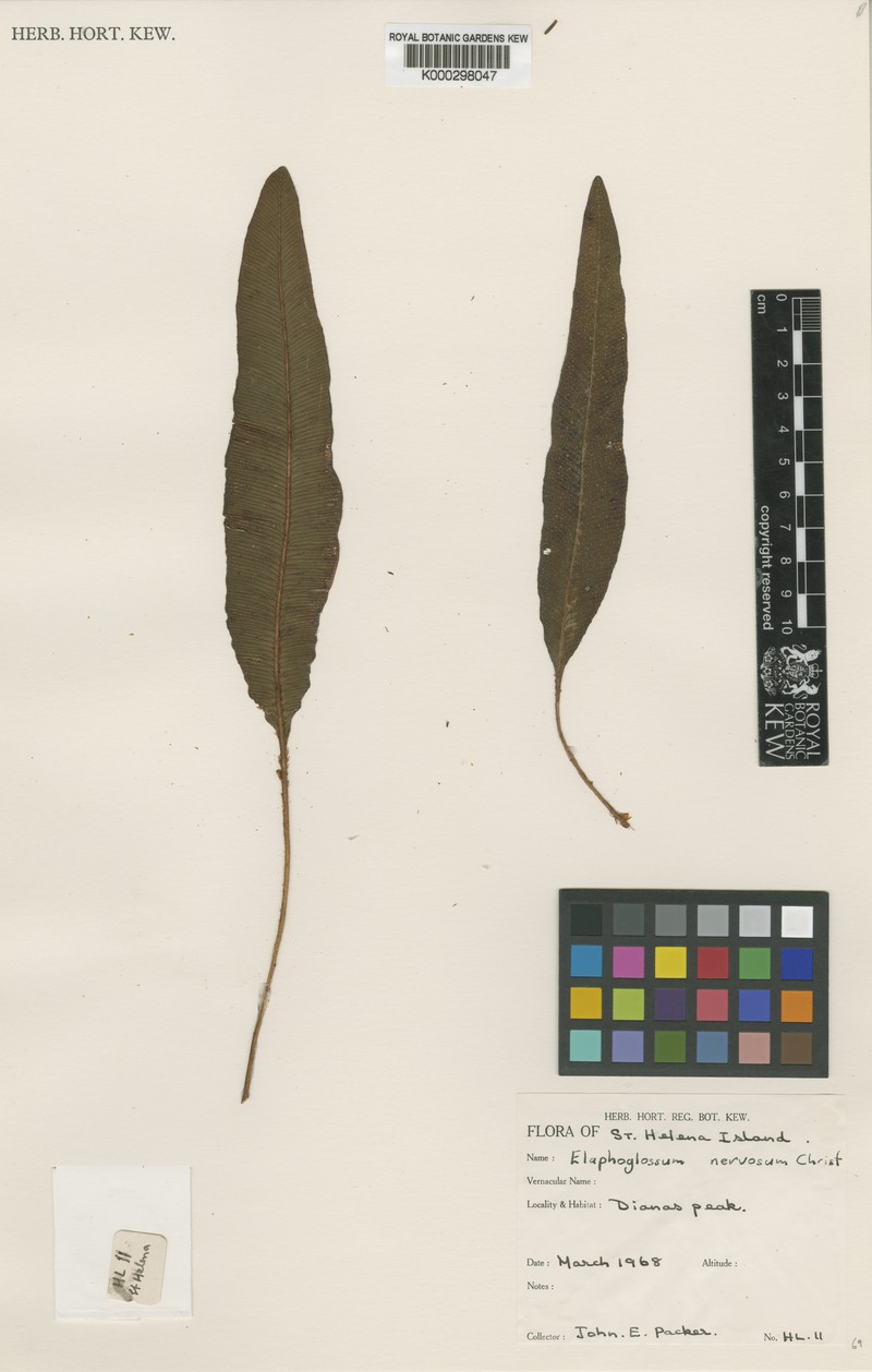 Elaphoglossum nervosum photo 5