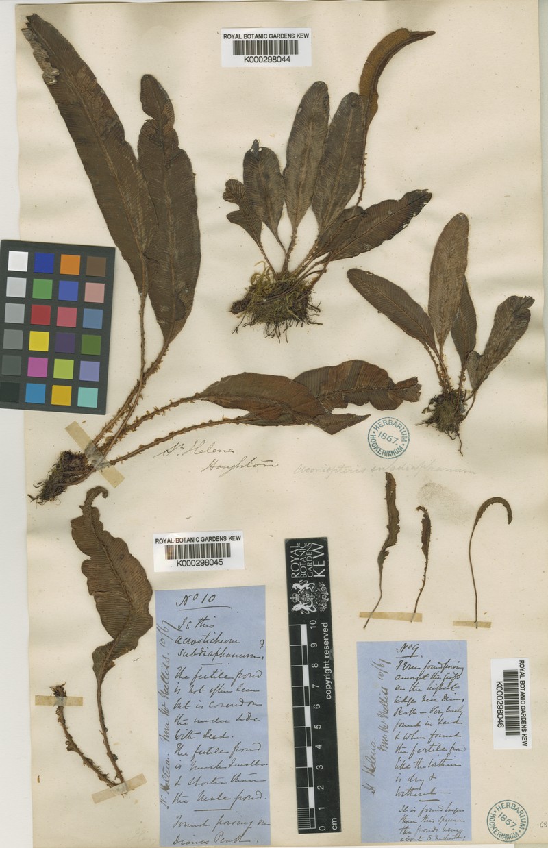 Elaphoglossum nervosum photo 6