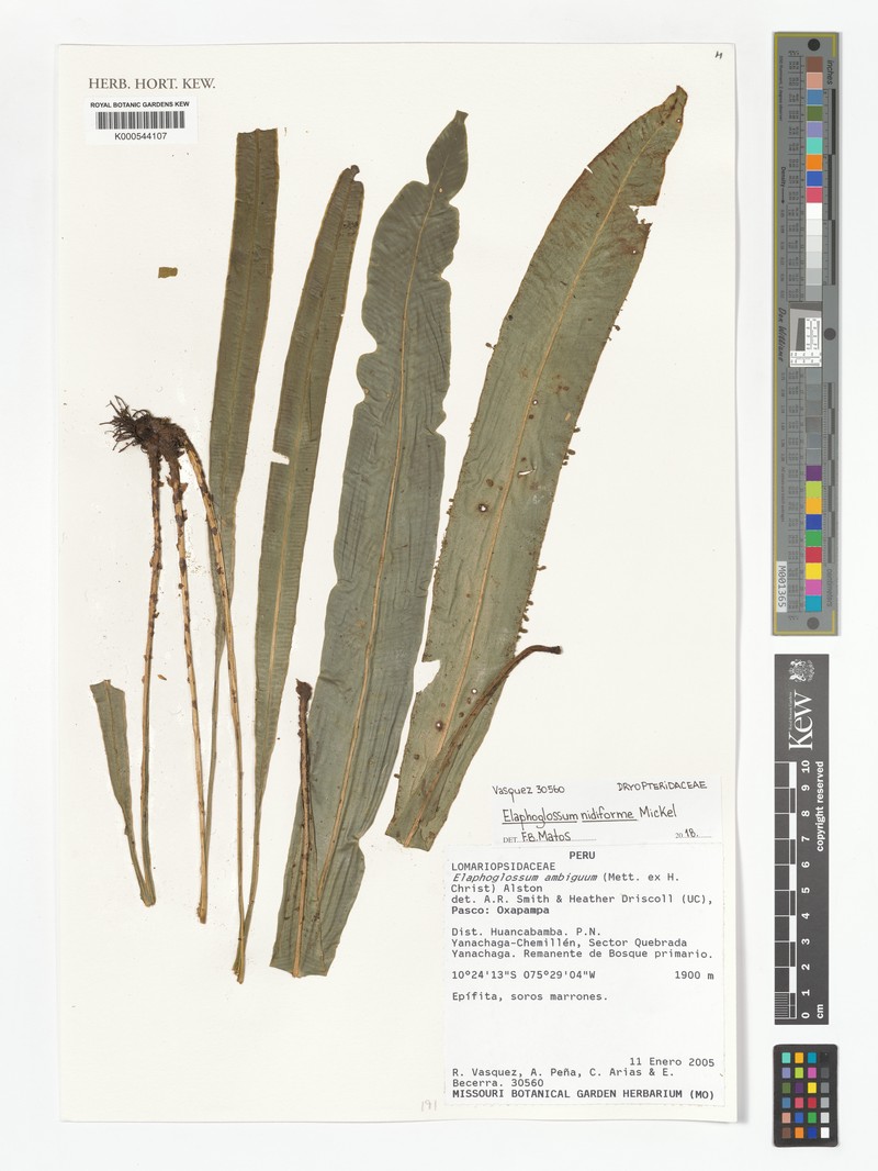 Elaphoglossum nidiformis