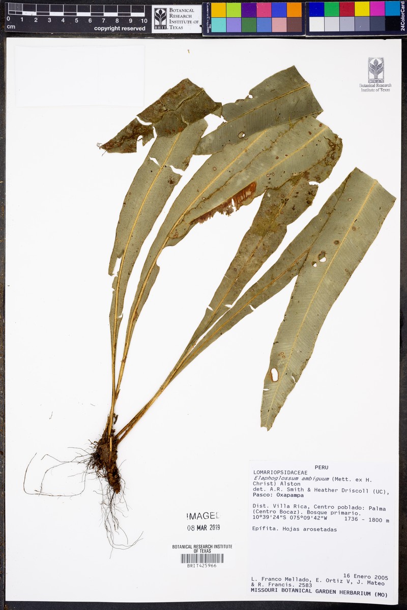 Elaphoglossum nidiformis photo 2