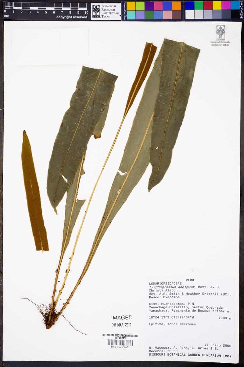 Elaphoglossum nidiformis photo 3