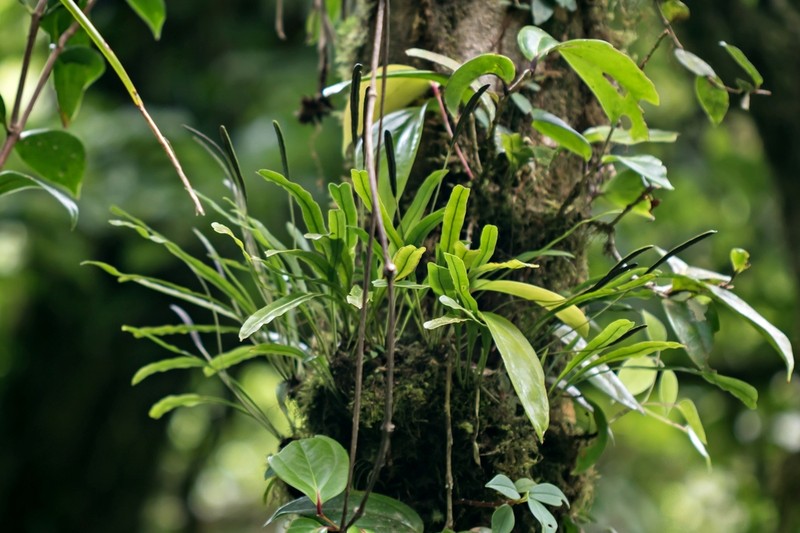 Elaphoglossum nigrescens