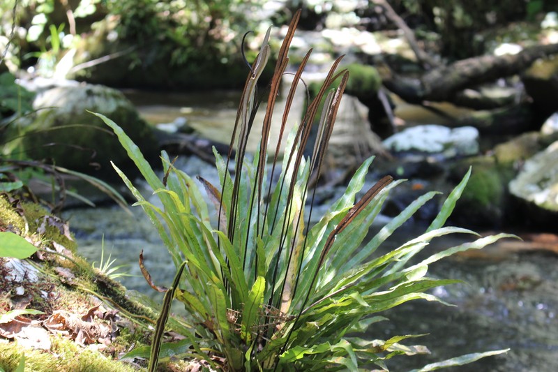 Elaphoglossum nigrescens photo 3