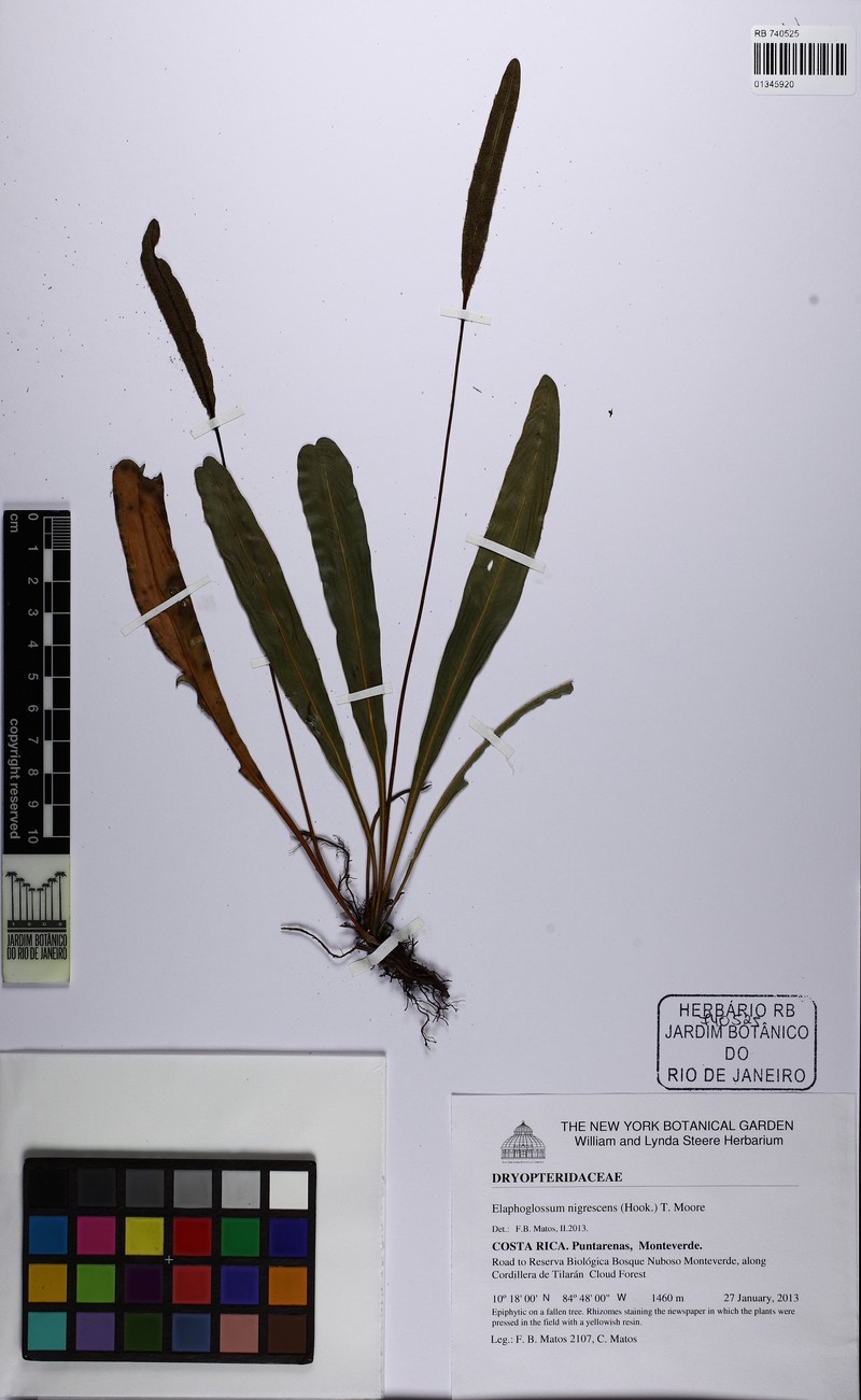 Elaphoglossum nigrescens photo 4