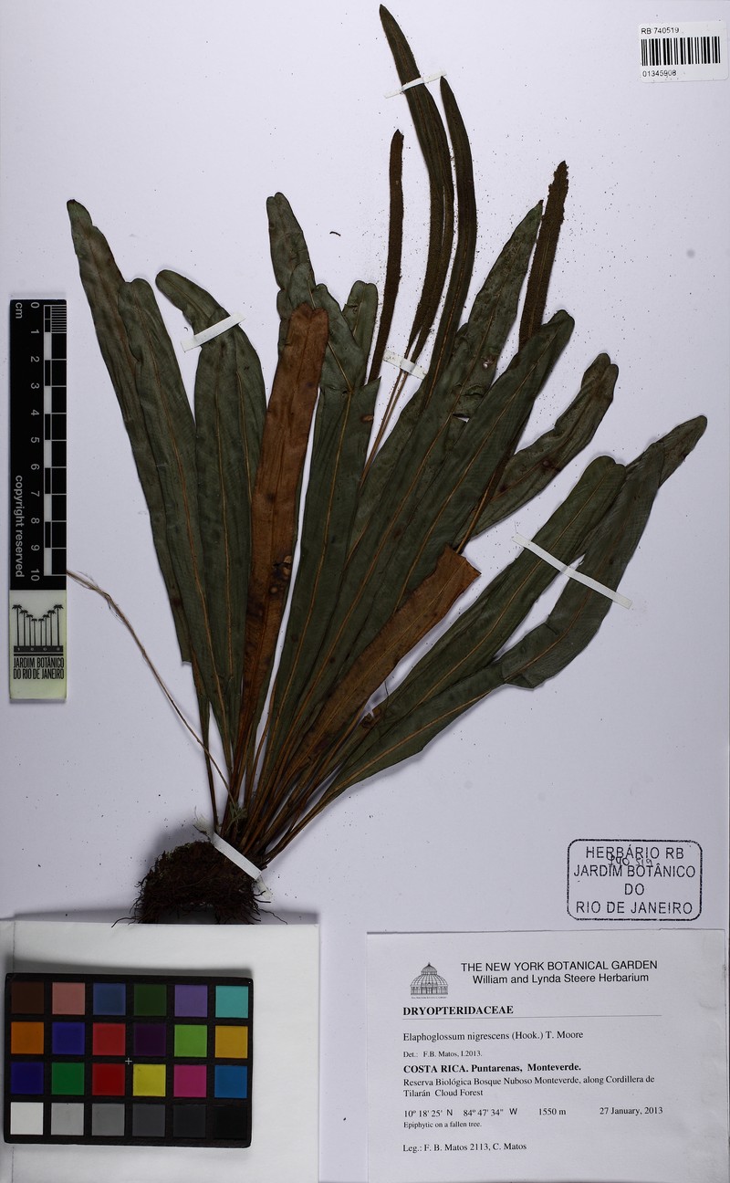 Elaphoglossum nigrescens photo 5