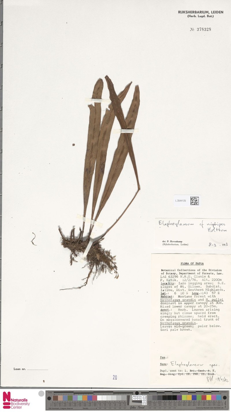 Elaphoglossum nigripes