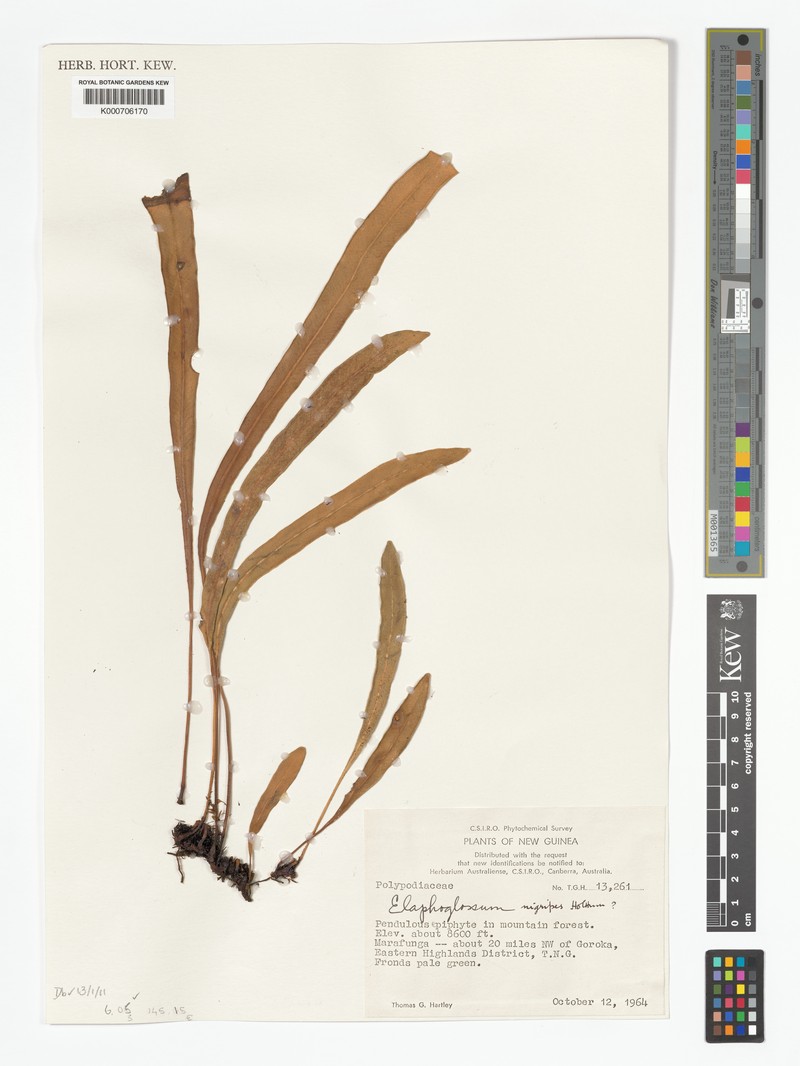 Elaphoglossum nigripes photo 2