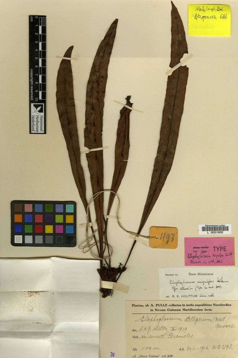 Elaphoglossum nigripes photo 3