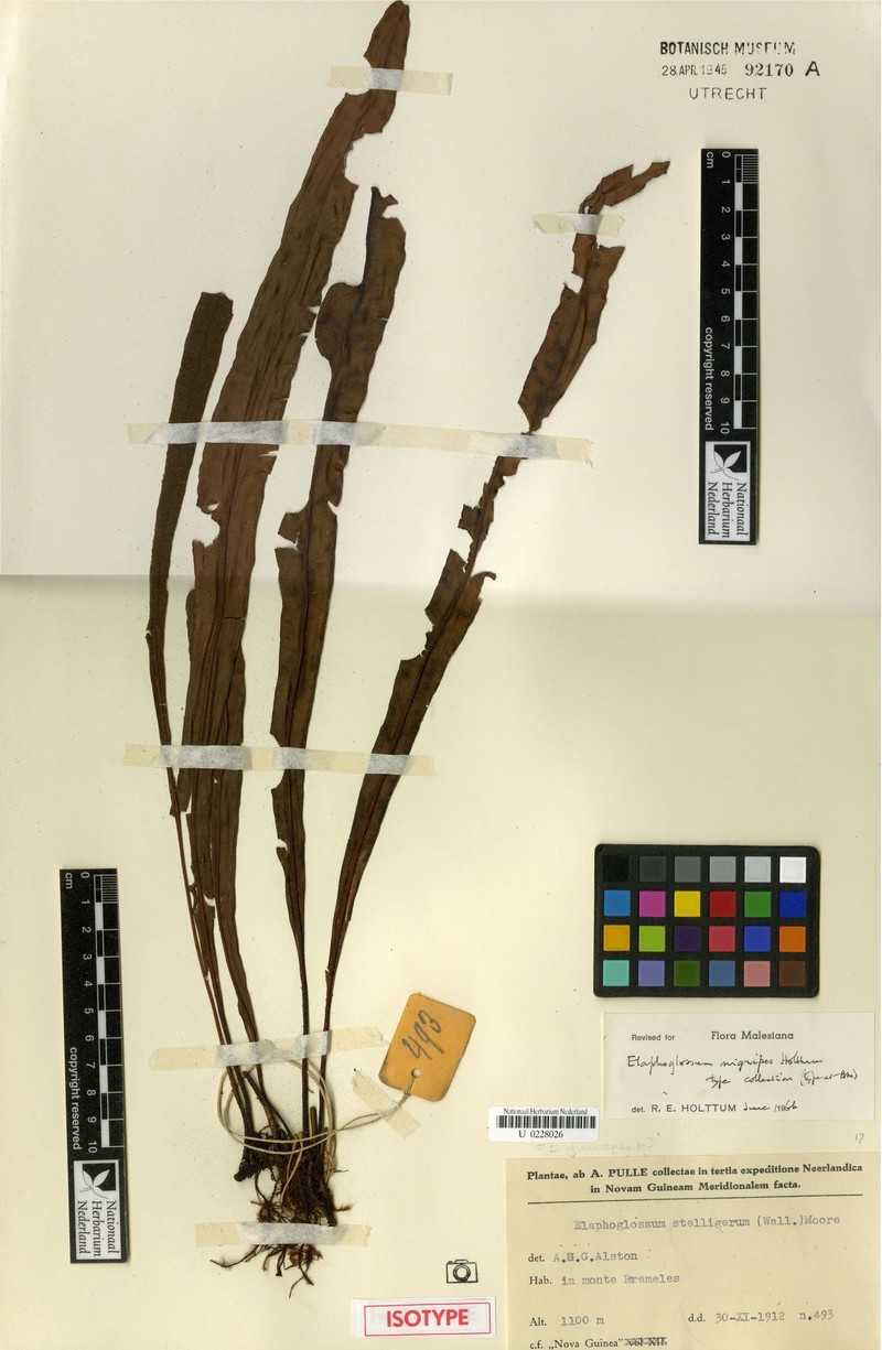 Elaphoglossum nigripes photo 4