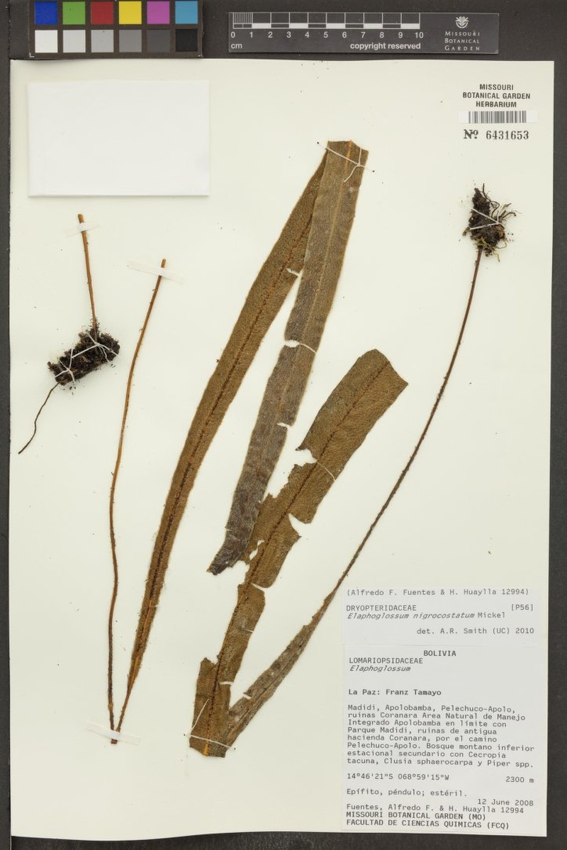 Elaphoglossum nigrocostatum