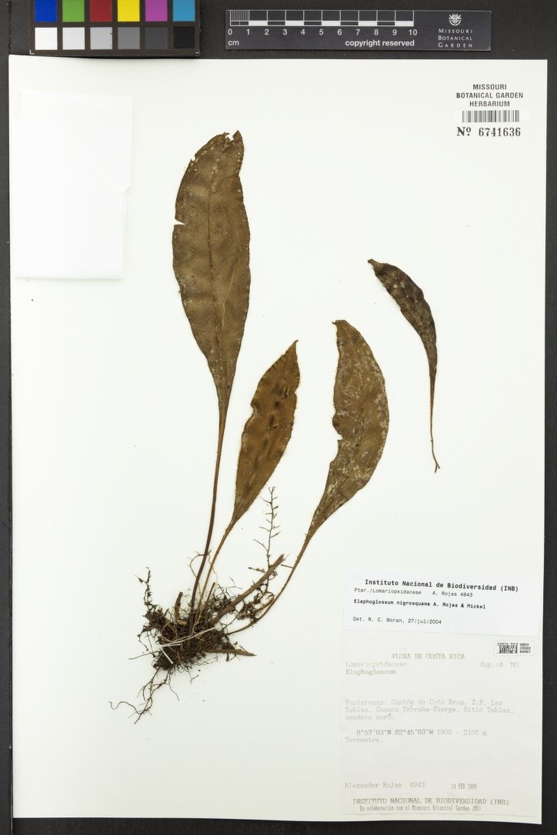 Elaphoglossum nigrosquama