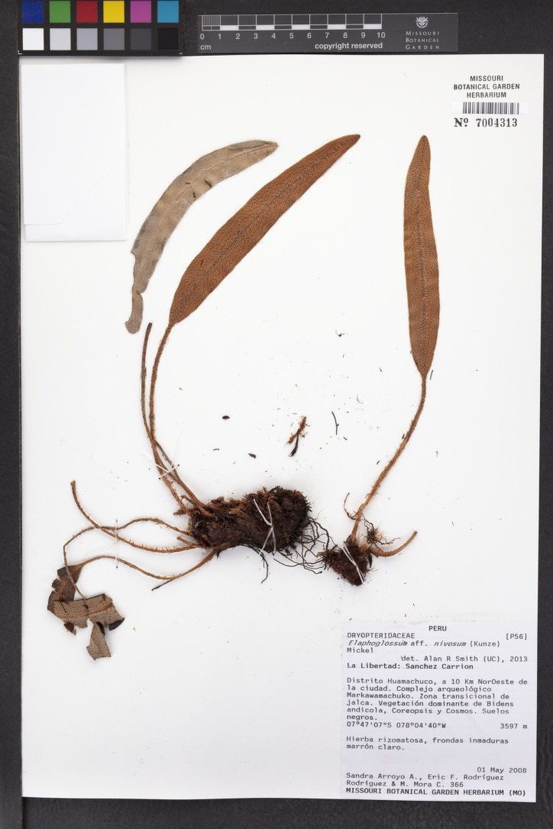 Elaphoglossum nivosum