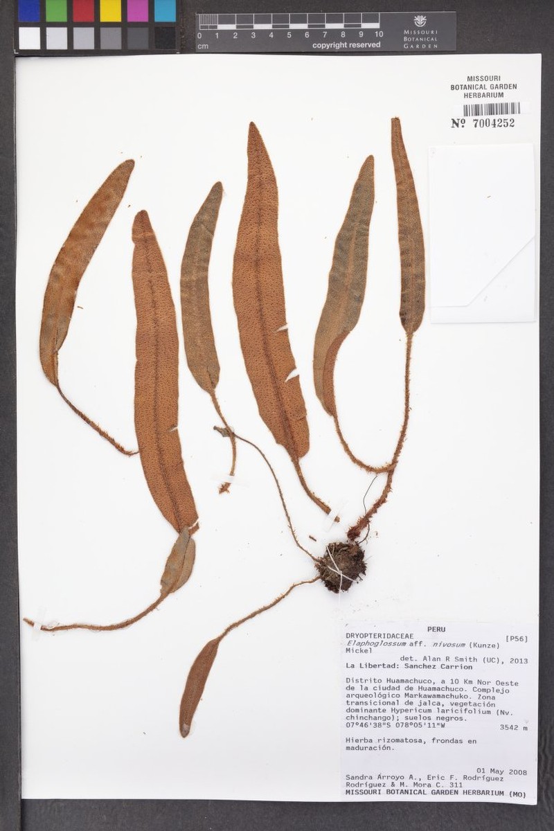 Elaphoglossum nivosum photo 2
