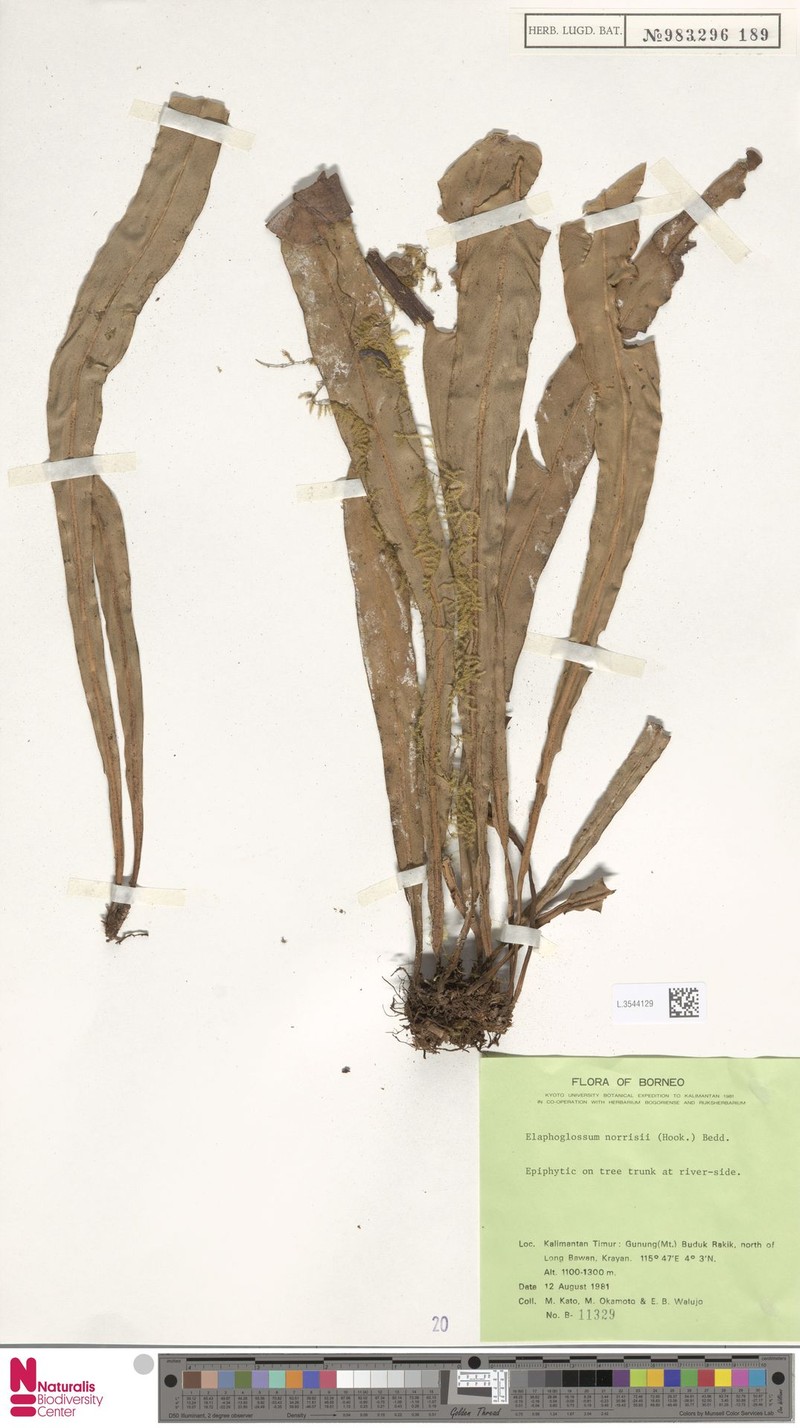 Elaphoglossum norrisii