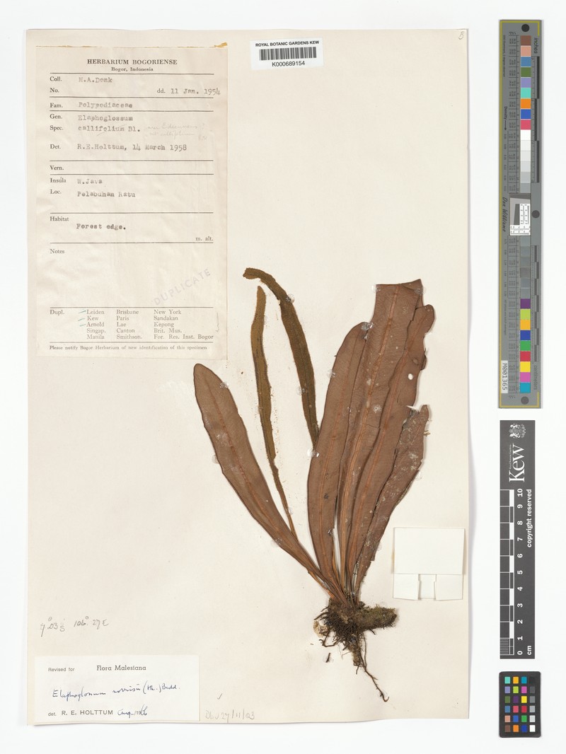 Elaphoglossum norrisii photo 2