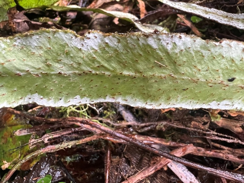 Elaphoglossum notatum