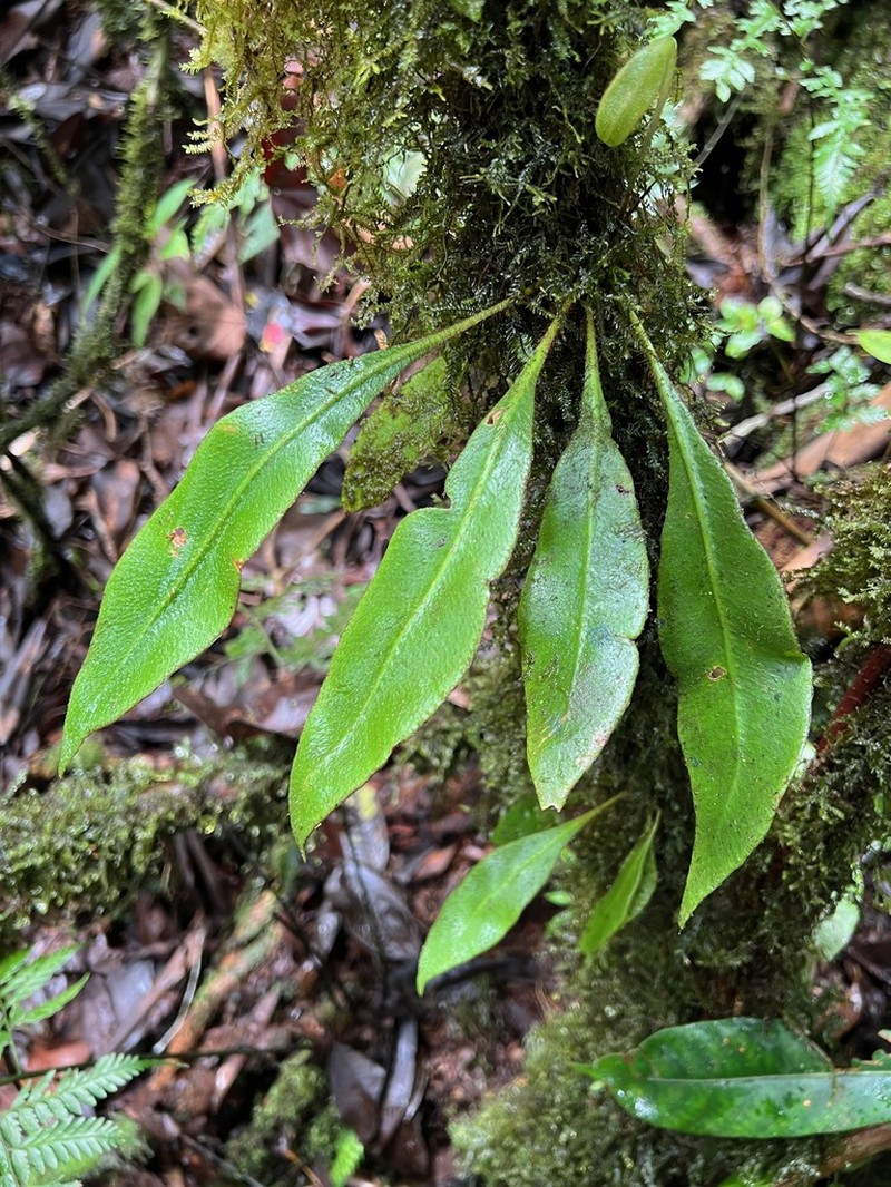 Elaphoglossum notatum photo 2
