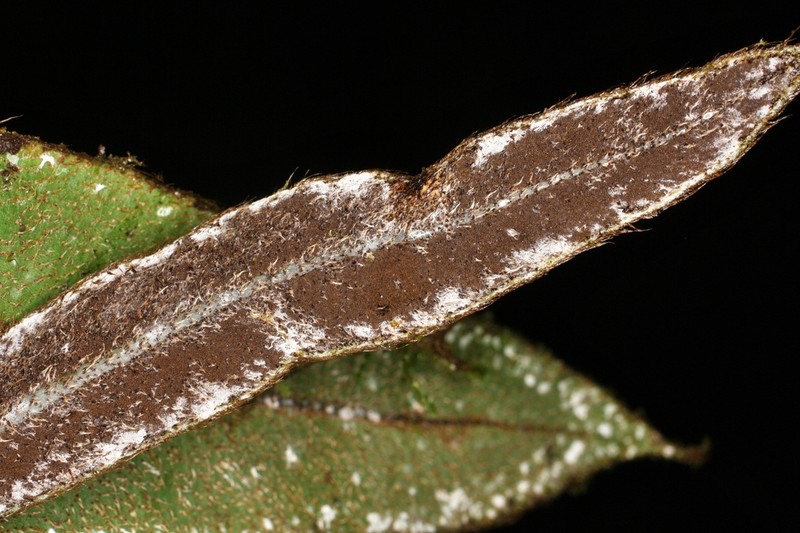 Elaphoglossum notatum photo 3