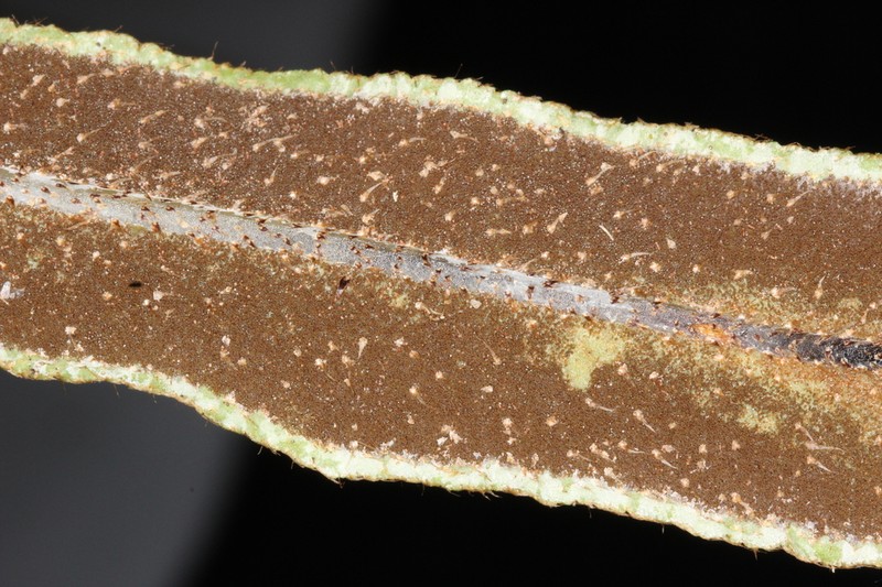 Elaphoglossum notatum photo 4