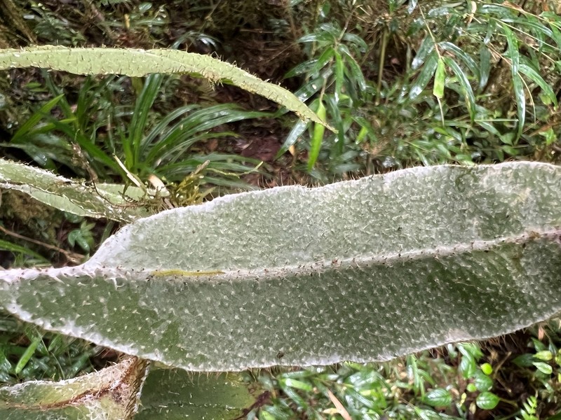 Elaphoglossum notatum photo 5