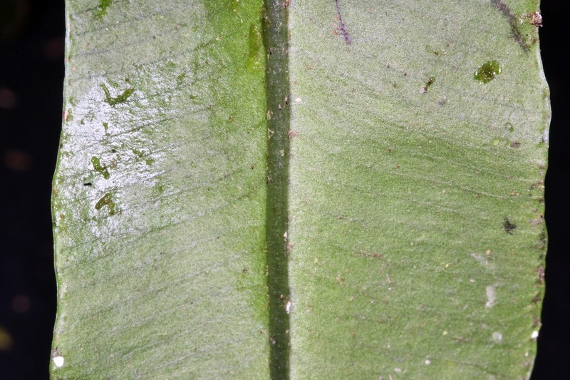 Elaphoglossum notatum photo 6