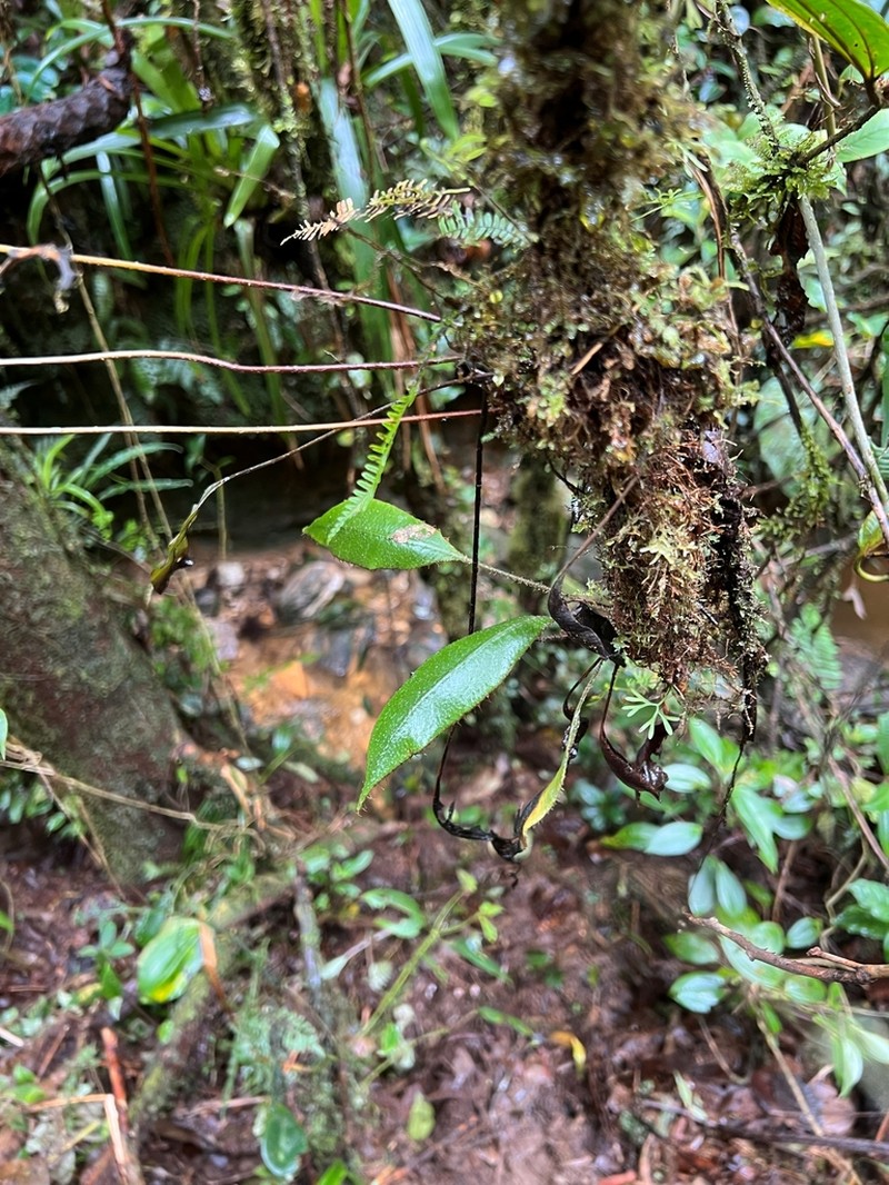 Elaphoglossum notatum photo 7