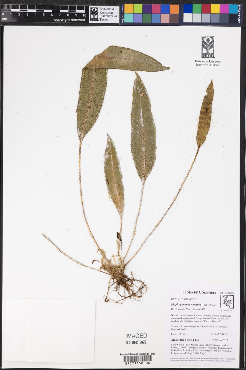Elaphoglossum notatum photo 8